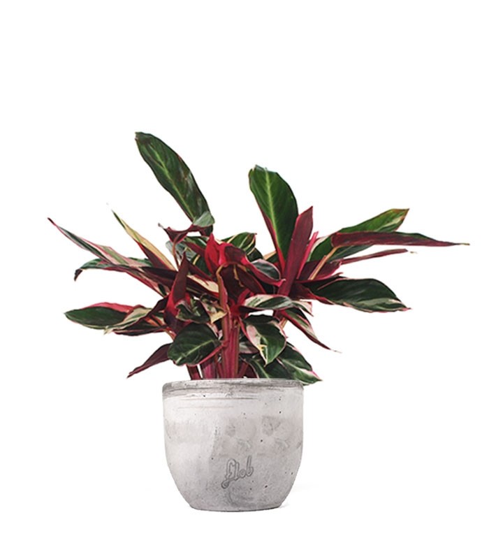 Calathea Triostar