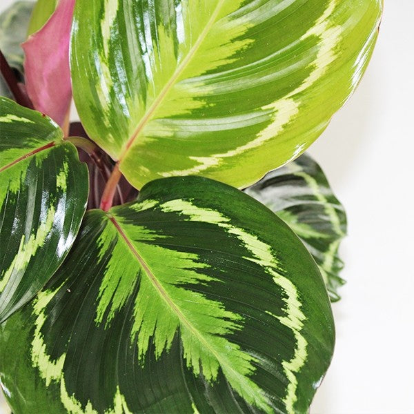 Calathea Veitchiana
