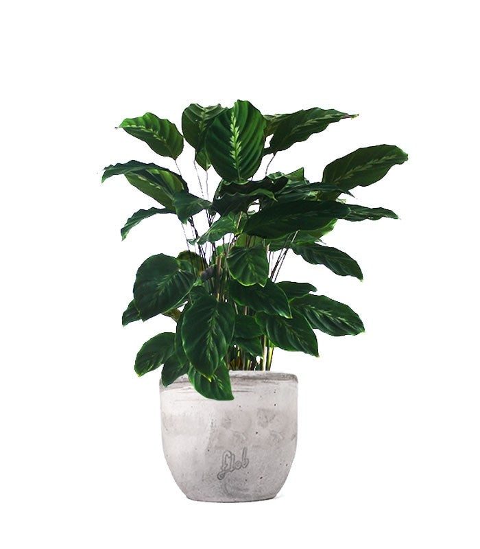 Calathea undulata &
