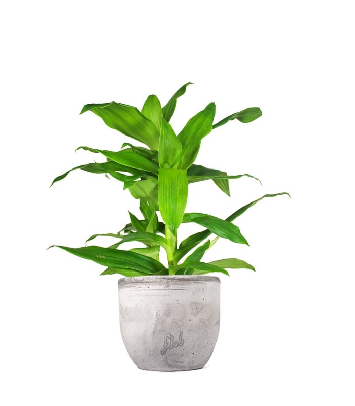 Callisia Fragrans