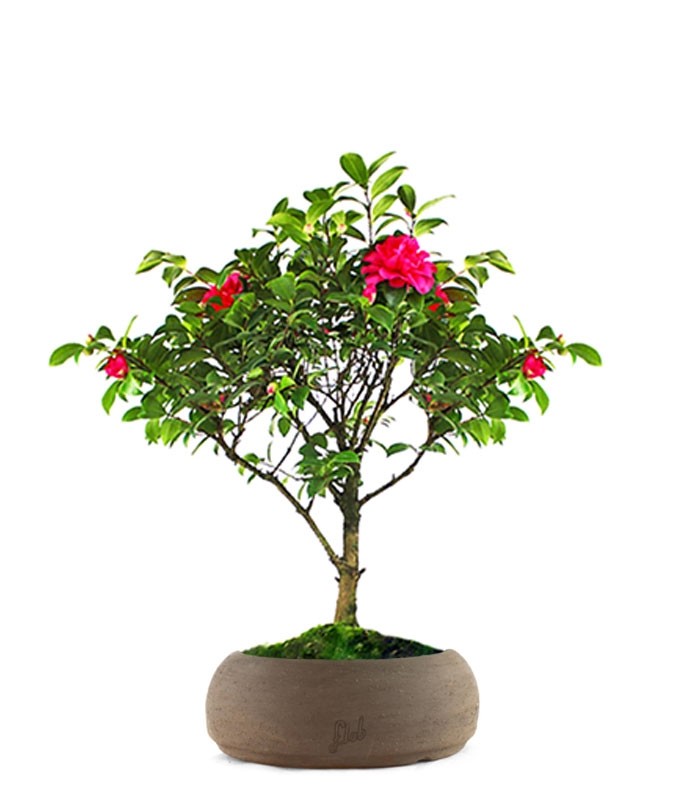 Camellia Bonsai