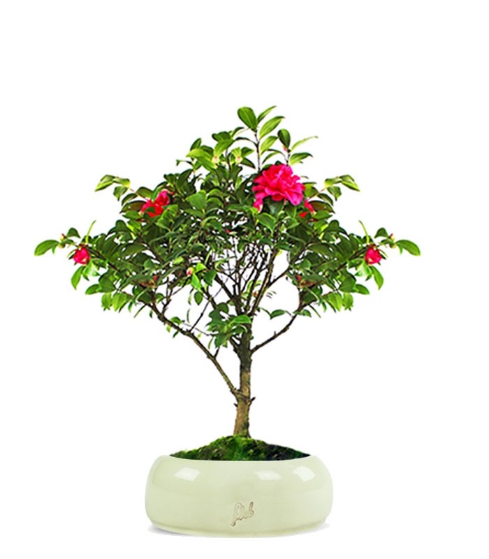 Camellia Bonsai