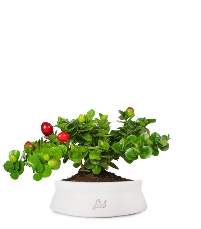 Carissa macrocarpa|Prugna del Natal