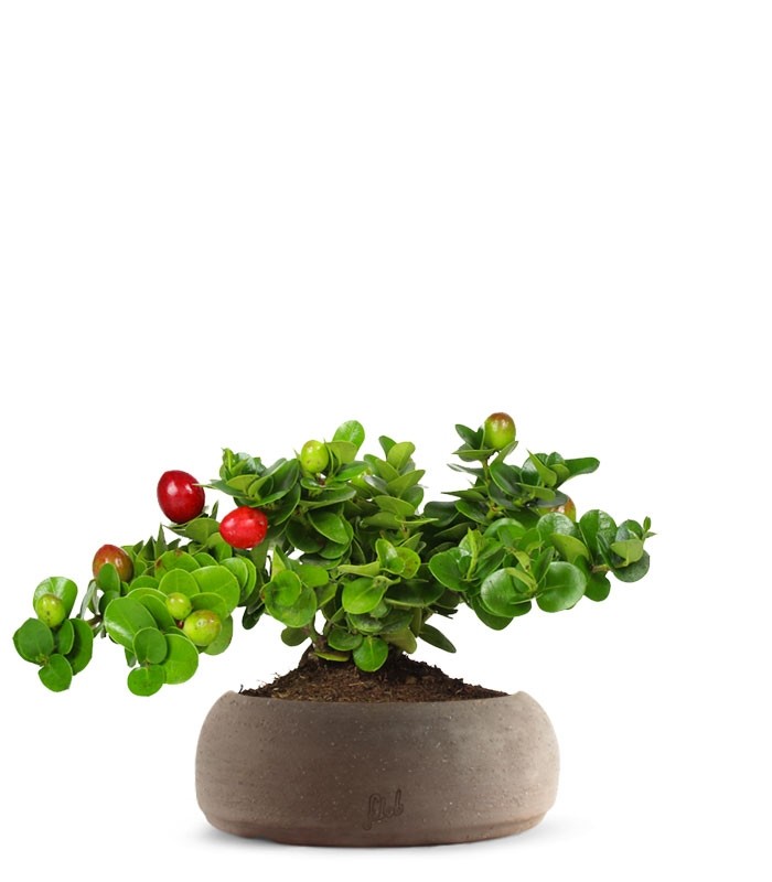Carissa macrocarpa|Prugna del Natal