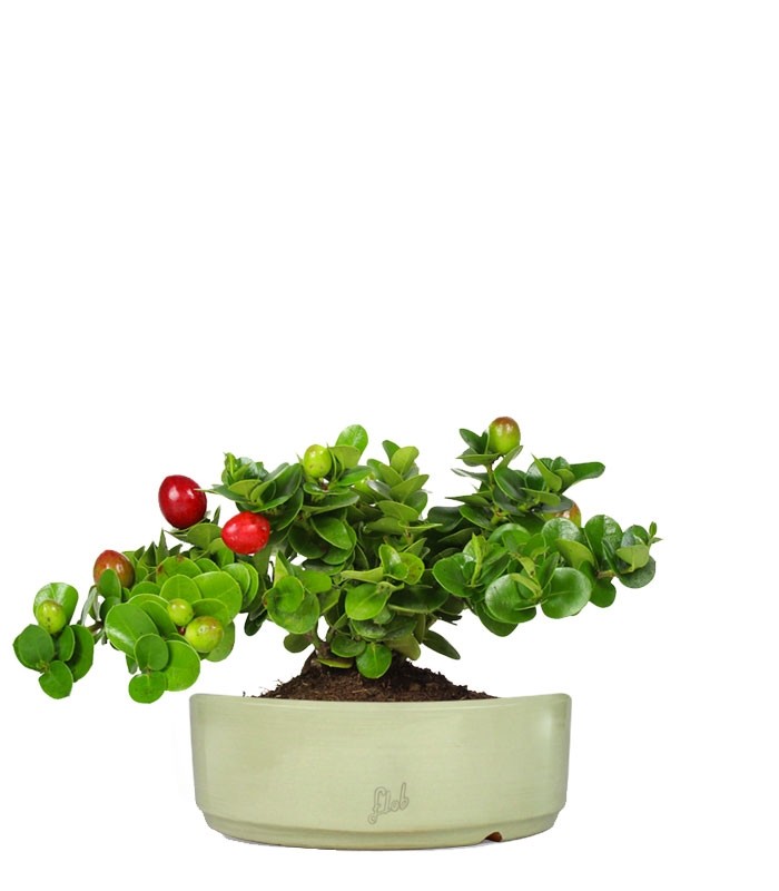 Carissa macrocarpa|Prugna del Natal