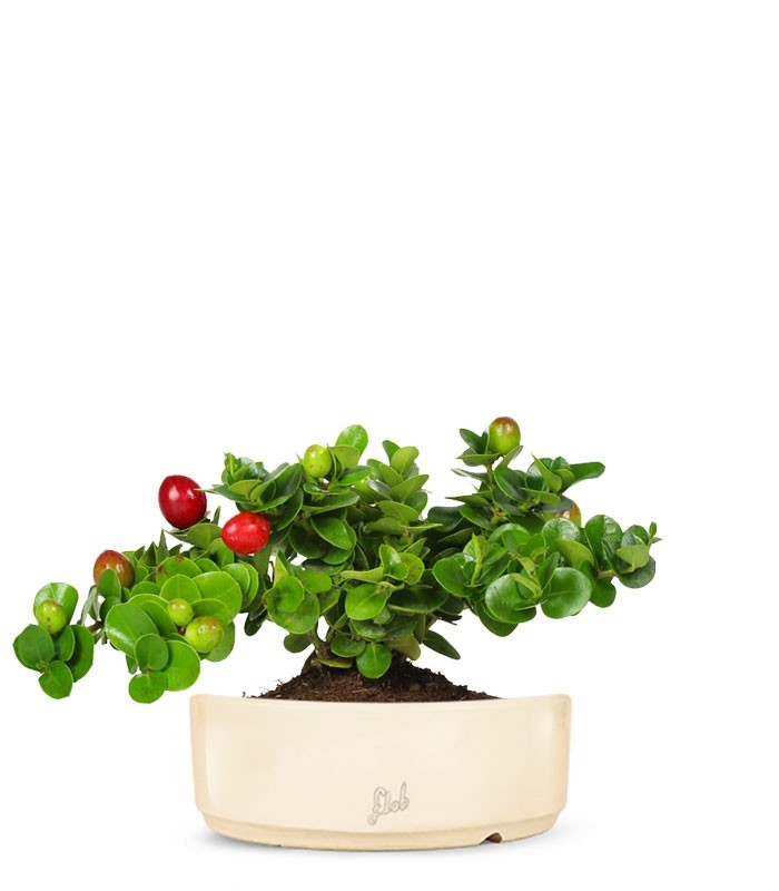 Carissa macrocarpa|Prugna del Natal