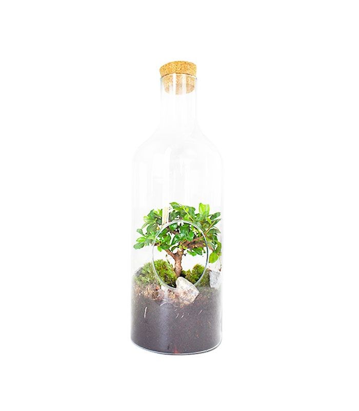 Carmona bonsai in terrarium