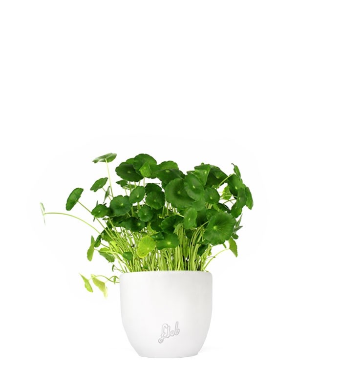 Centella asiatica