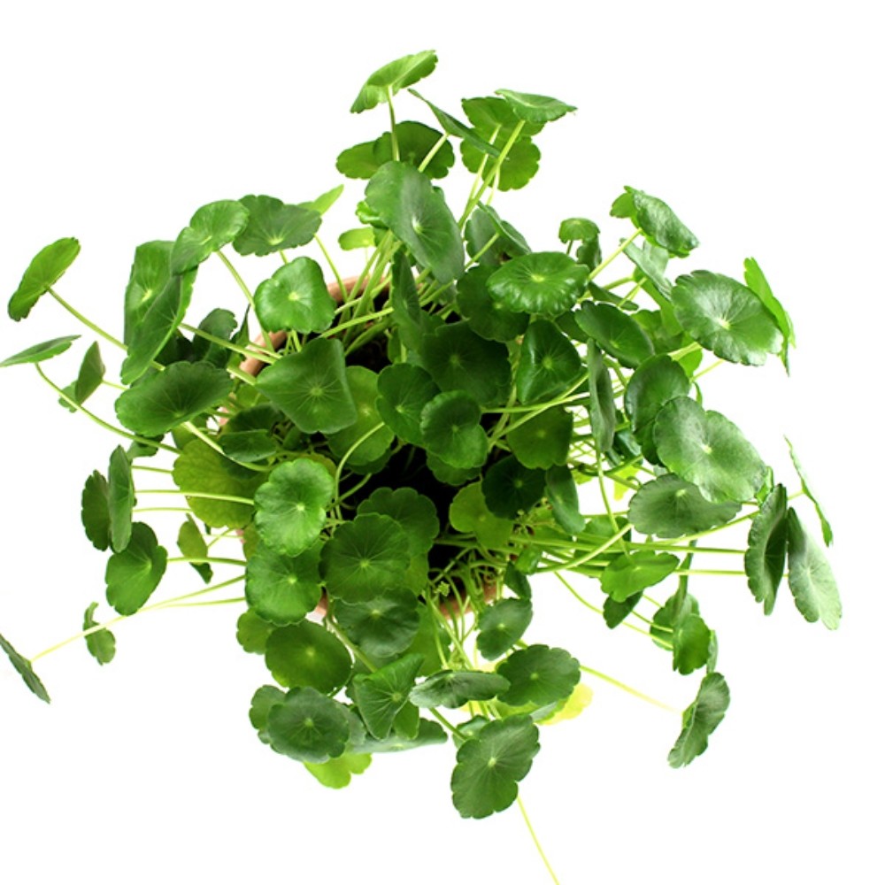 Centella asiatica