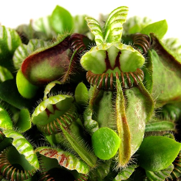 Cephalotus Follicularis