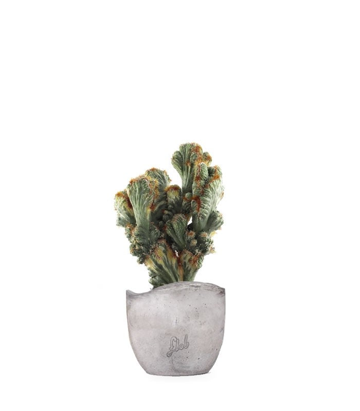 Cereus peruviano monstruoso variegato