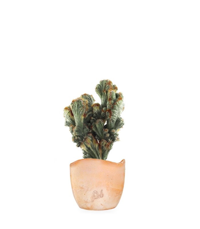 Cereus peruviano monstruoso variegato