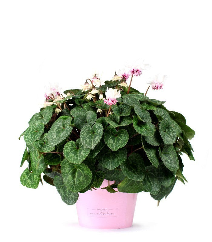 Ciclamino Masako bianco