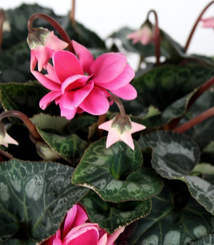 Ciclamino Masako rosa