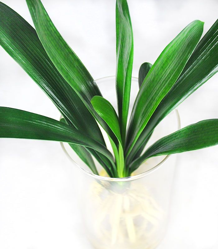 Clivia idroponica con led
