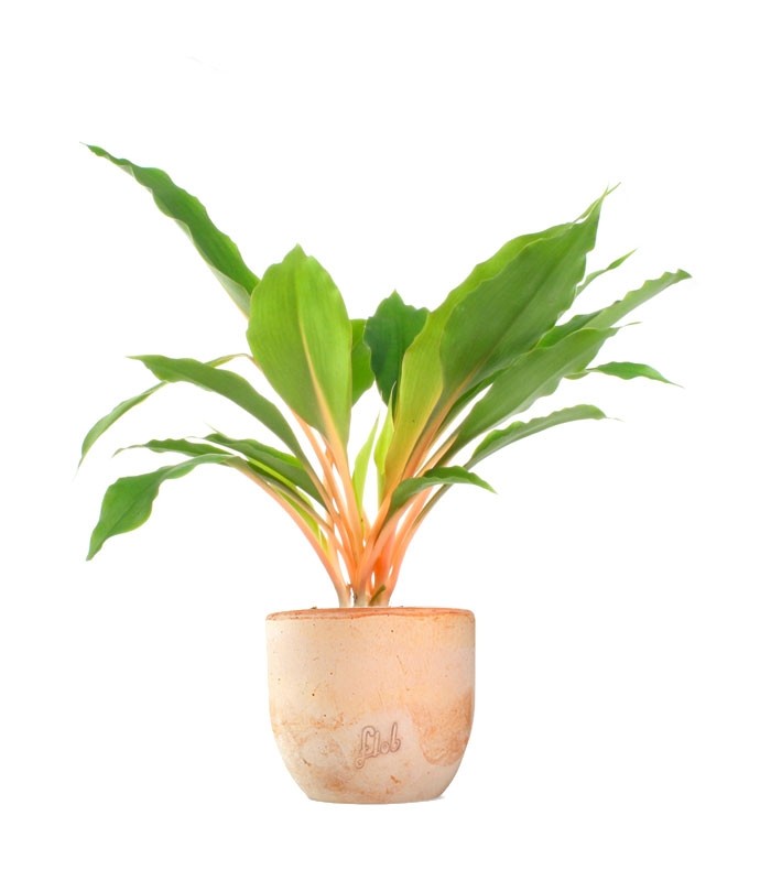 Clorofito amaniense arancione