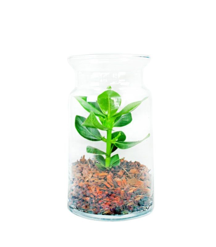 Clusia in terrarium