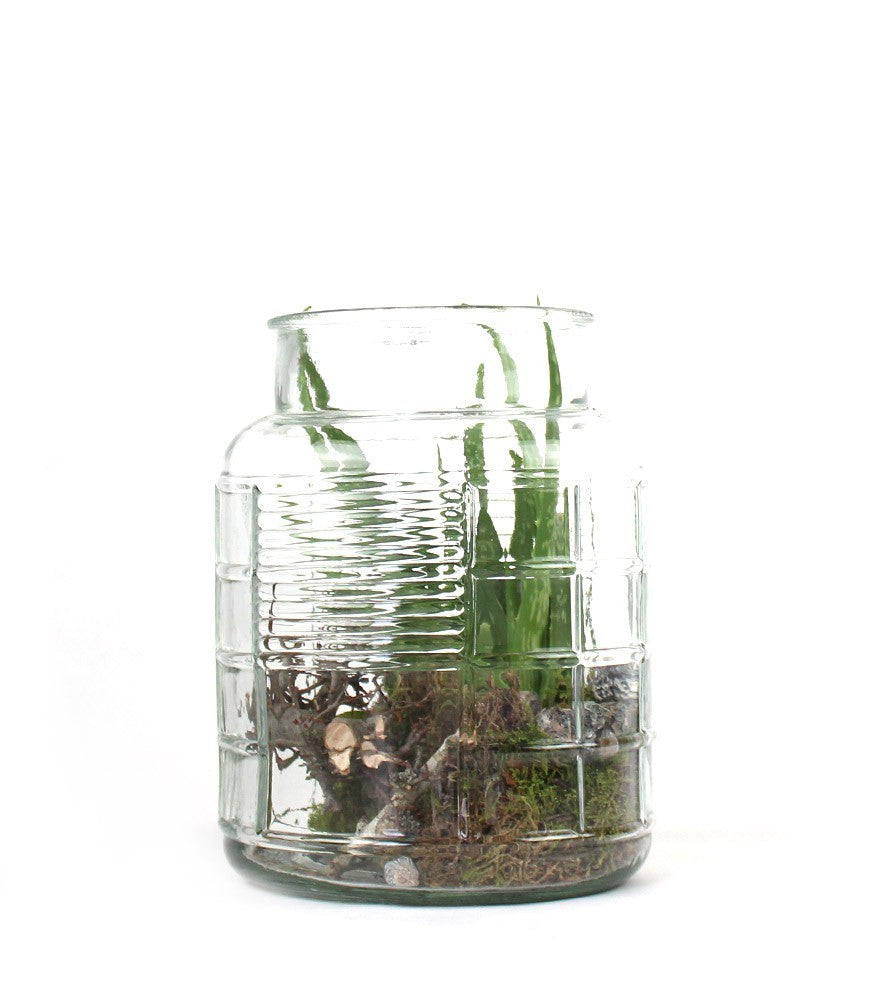 Composizione Aloe Vera in Vetro