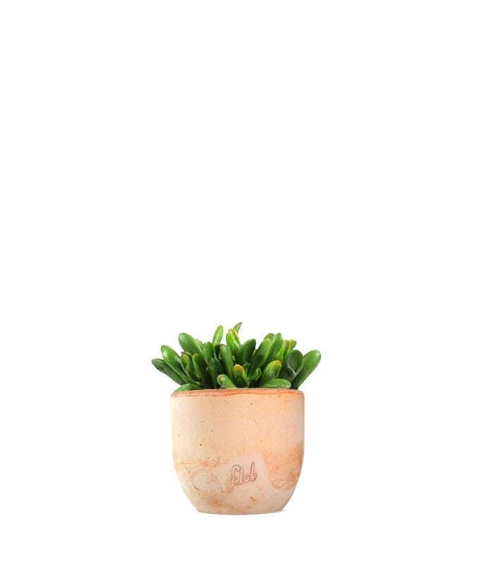 Crassula gollum