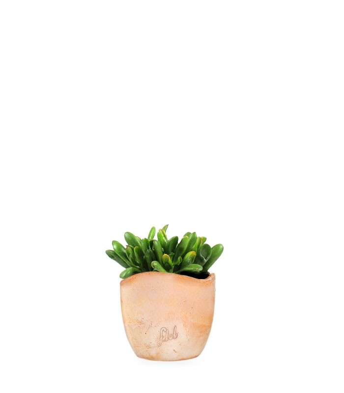 Crassula gollum