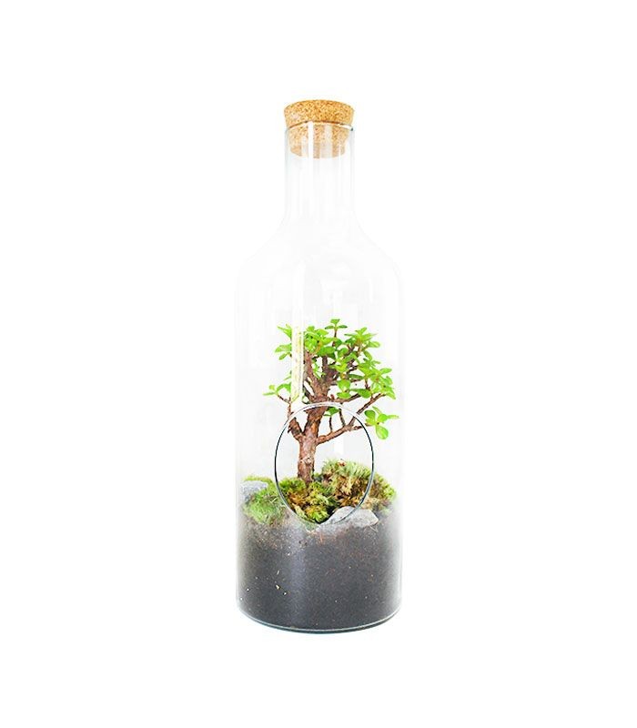 Crassula in terrarium