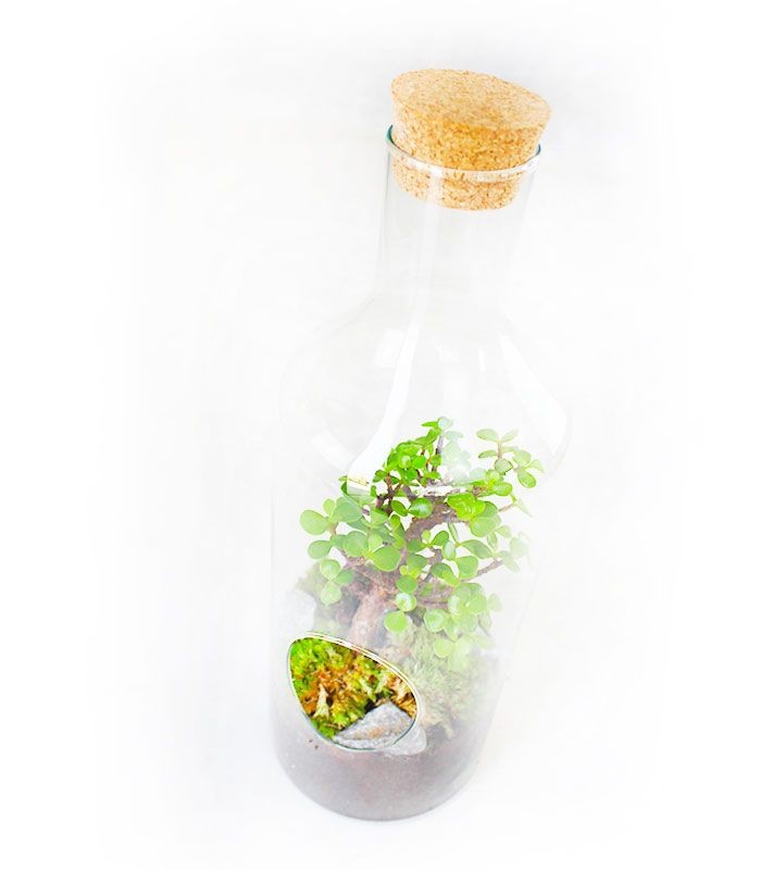 Crassula in terrarium
