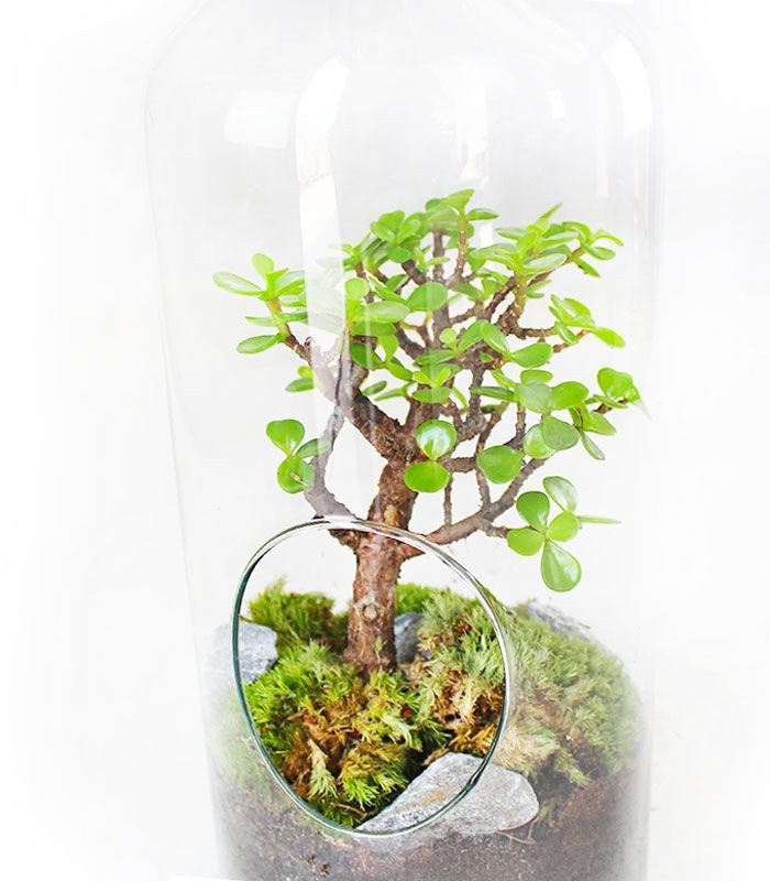 Crassula in terrarium