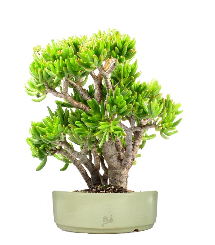 Crassula Ovata Hobbit