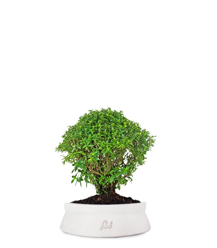 Cuphea bonsai