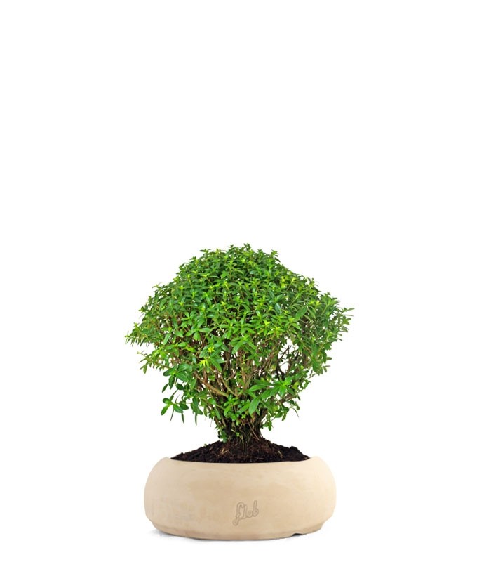 Cuphea bonsai