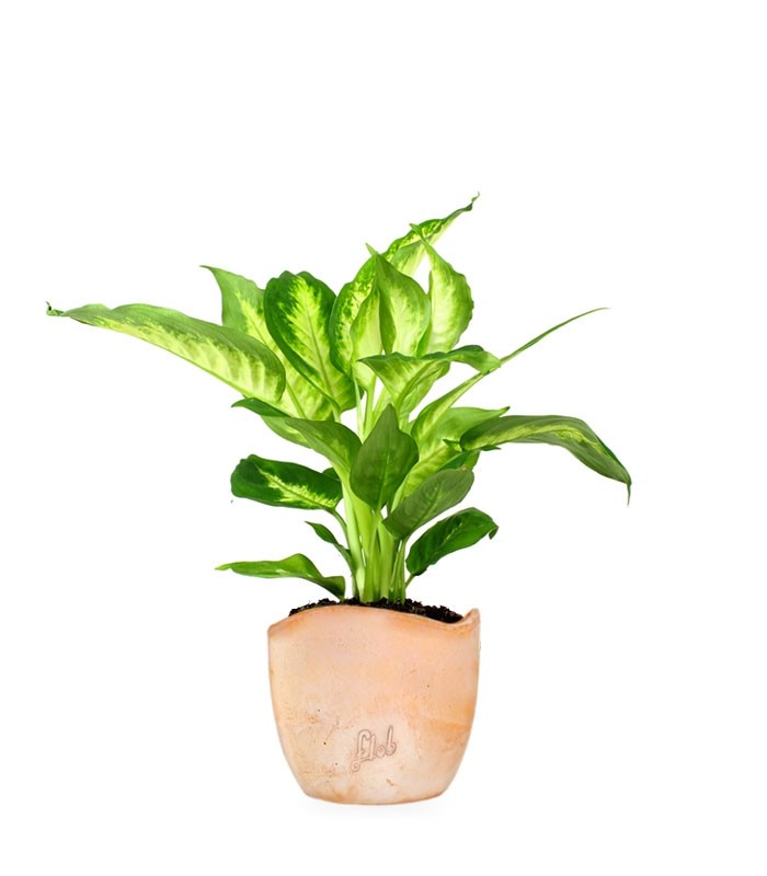 Dieffenbachia