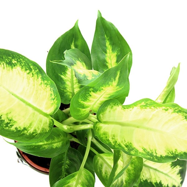 Dieffenbachia