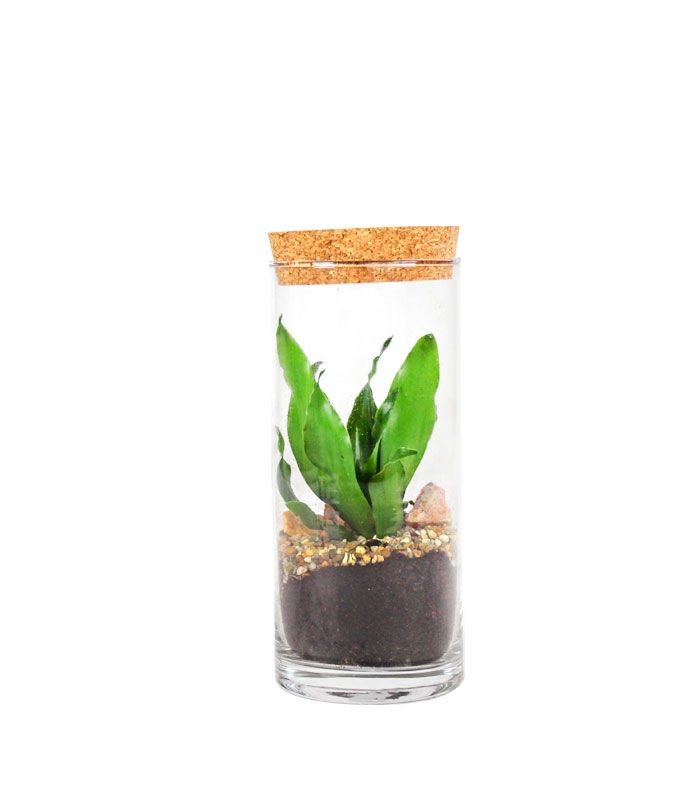 Dracena in terrarium