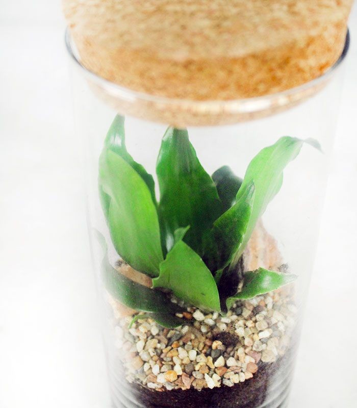 Dracena in terrarium