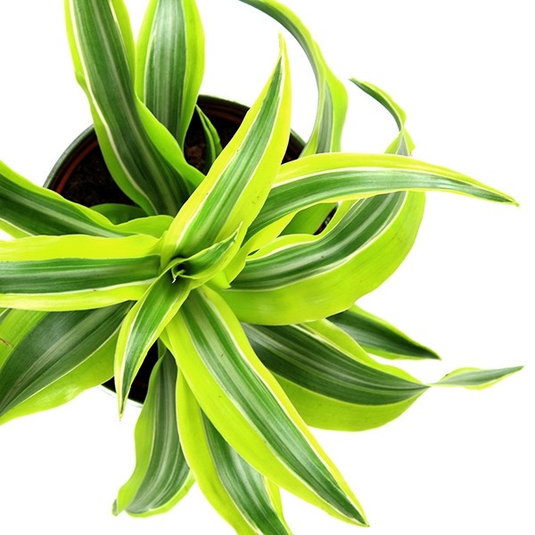 Dracena Lemon Lime
