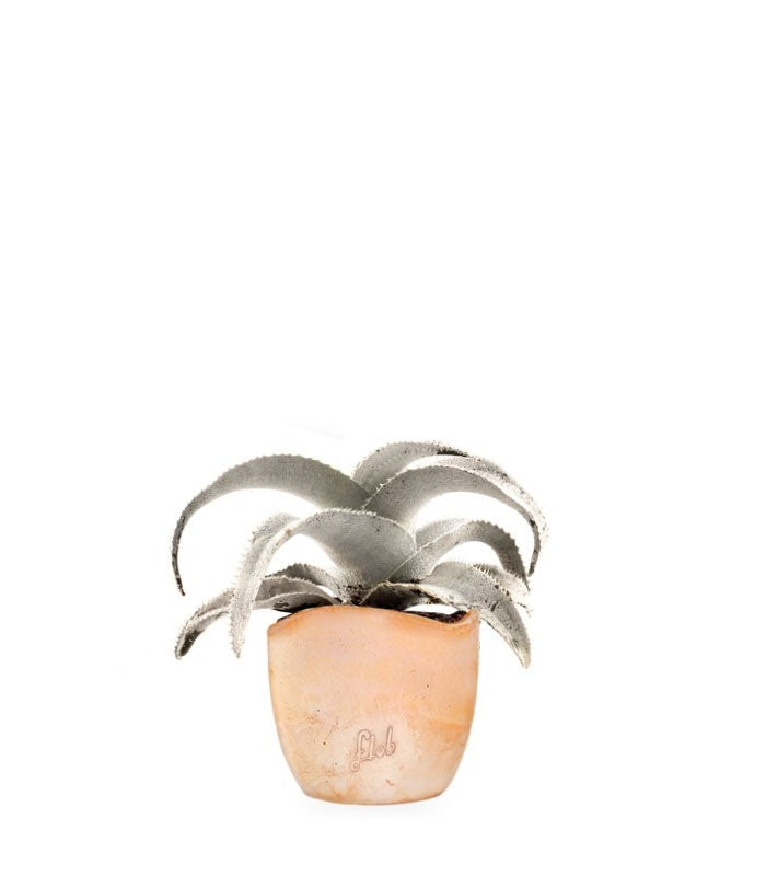 Dyckia Marnieriana