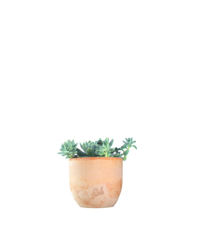 Echeveria elegans