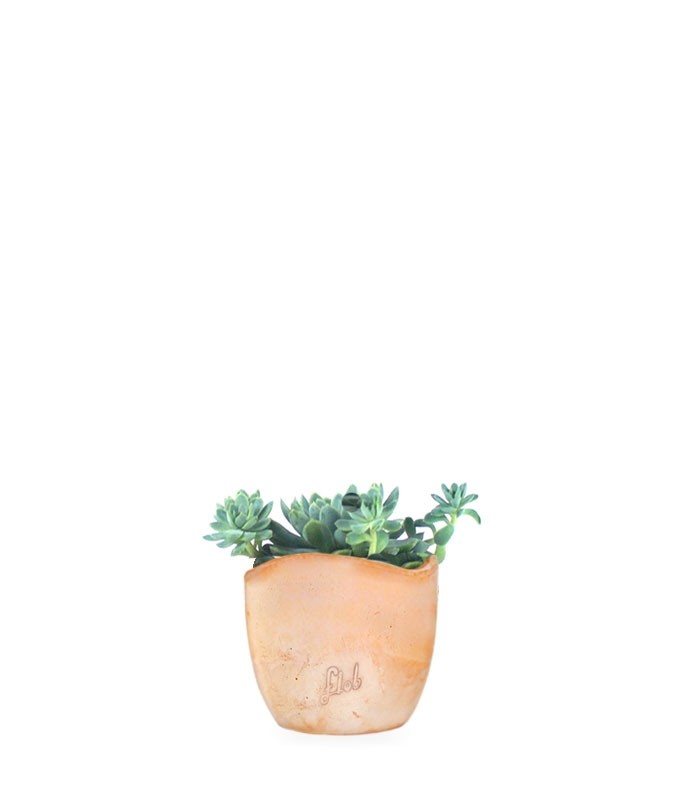 Echeveria elegans