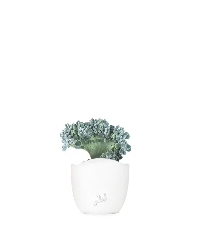 Echeveria frosty crestata