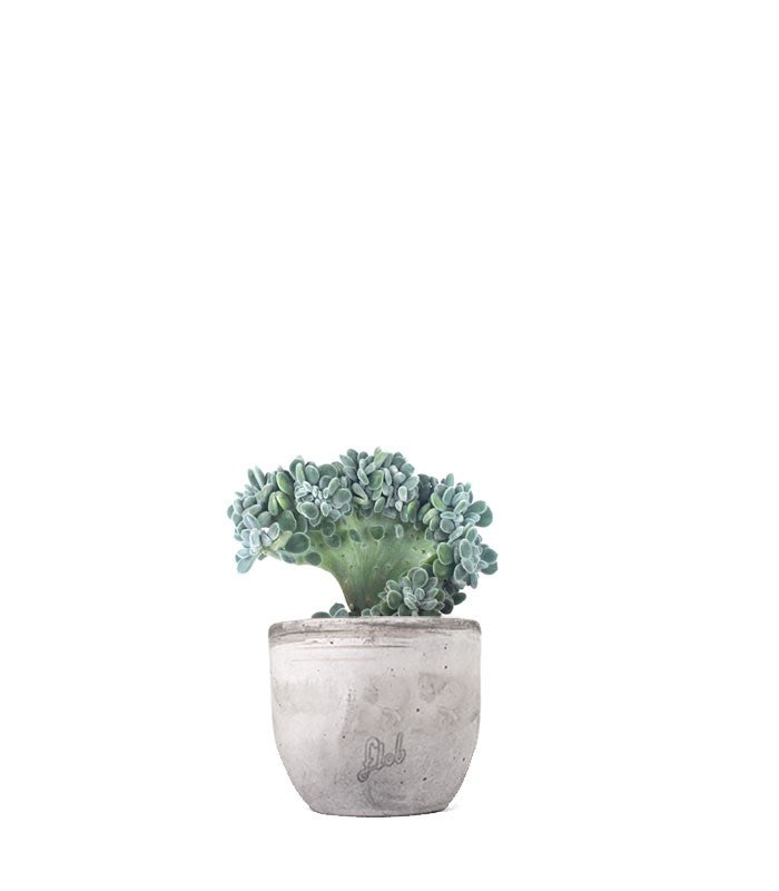 Echeveria frosty crestata