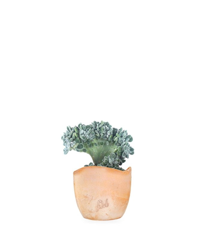 Echeveria frosty crestata