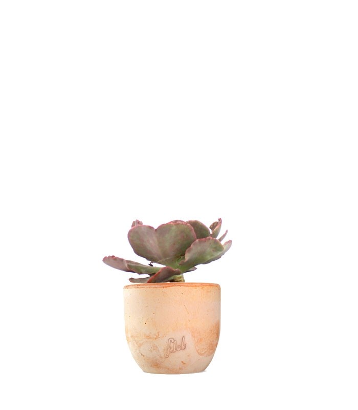 Echeveria Neon Breakers