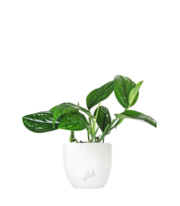 Epipremnum pinnatum Marble Planet