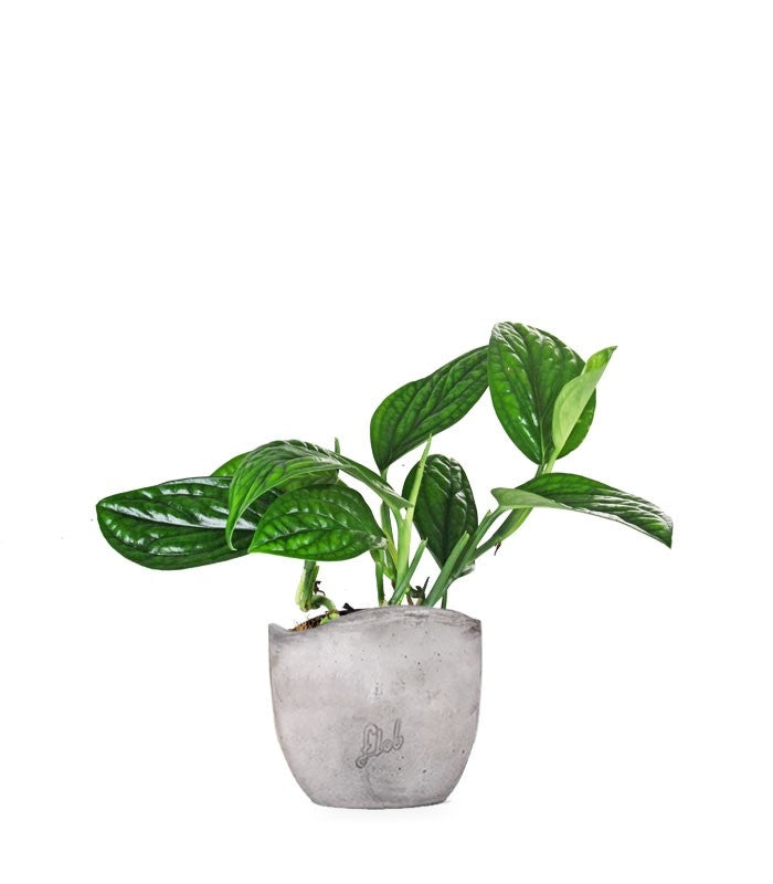 Epipremnum pinnatum Marble Planet
