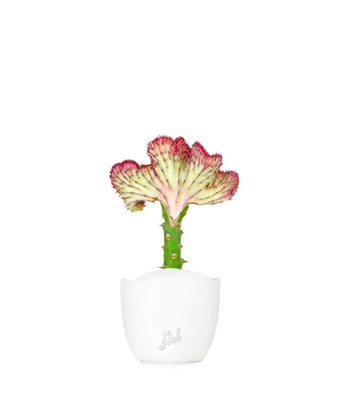 Euphorbia Lactea