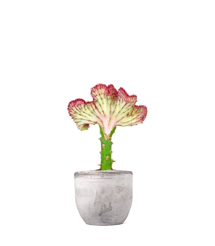 Euphorbia Lactea