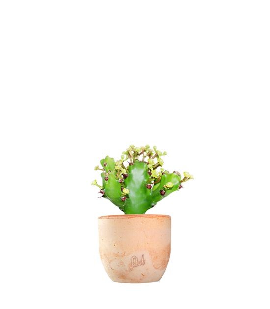 Euphorbia Mayuranathani