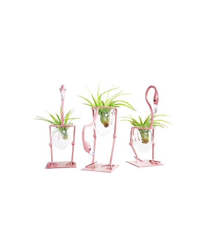 Fenicotteri rosa con tillandsia