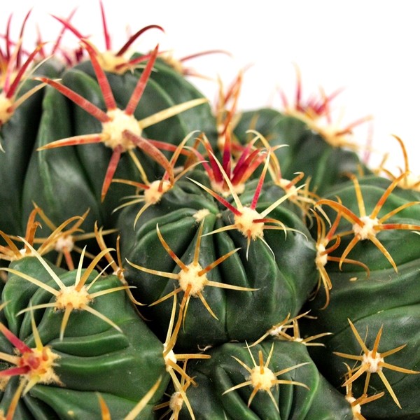 Ferocactus Latispinus