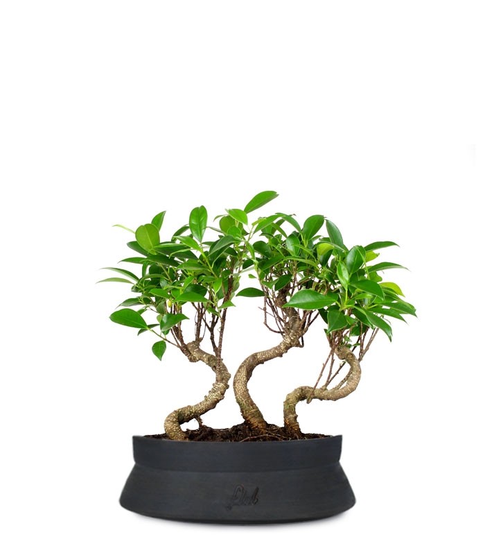 Ficus Boschetto M